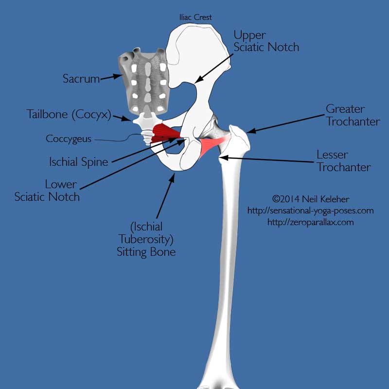 Yoga anatomy: rear view of pelvis showing coccygeus muscle, and oburator externus. Neil Keleher. Sensational Yoga Poses.