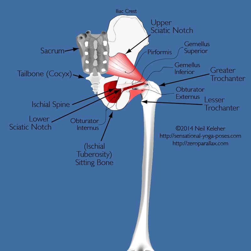 yoga anatomy: pelvis rear view showing ischia spine, lower sciatic notch, obturator internus, sitting bone, piriformis, gemellus superior and inferior. Neil Keleher. Sensational Yoga Poses.
