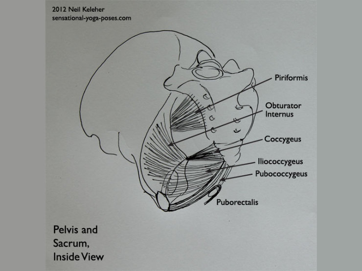 pelvis, sacrum, inside view of pelvis, anatomy of a mula bandha, piriformis, obturator internus, cocygeus, iliococygeus, pubococygeus, puborectalis