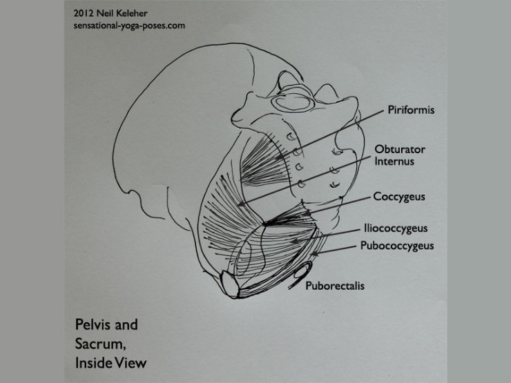 si joint (sacroiliac joint), muscles that act on the front of the sacrum and coccyx (tailbone)