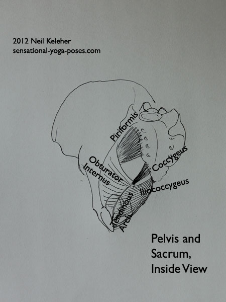 inside view of pelvis and sacrum, piriformis, obturator internus, iliococygeus, tendinous arch