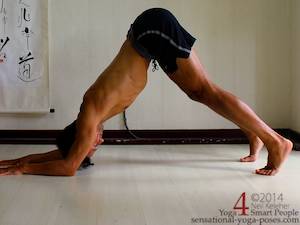 catur svanasana, dolphin pose