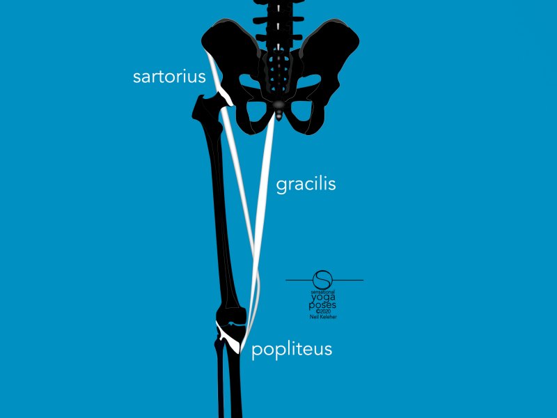 Popliteus muscle along with sartorius and gracilis. Neil Keleher, Sensational Yoga Poses.