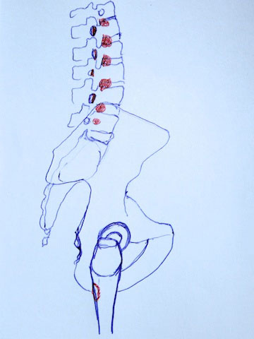 psoas major points of attachment to spine and femur.
