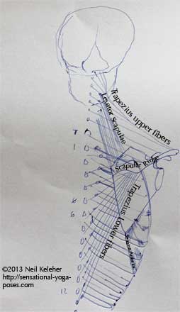 upper, middle and lower fibers of trapezius, levator scapulae, sensational yoga poses, yoga anatomy, neil keleher