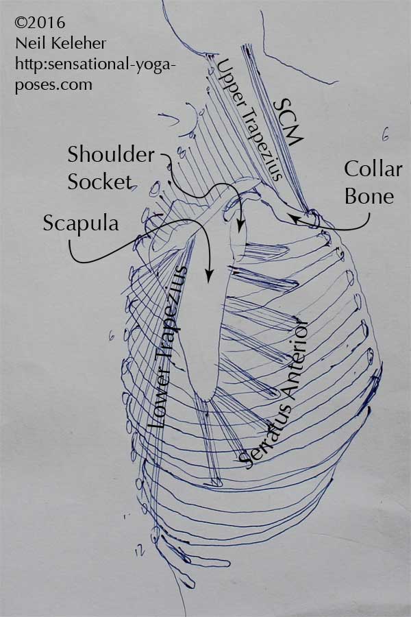 upper trapezius, lower trapezius, serratus anterior