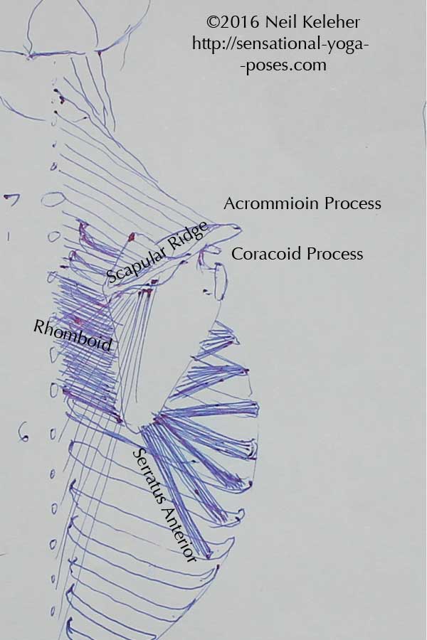 shoulder anatomy, yoga anatomy, rhomboids, serratus anterior, 