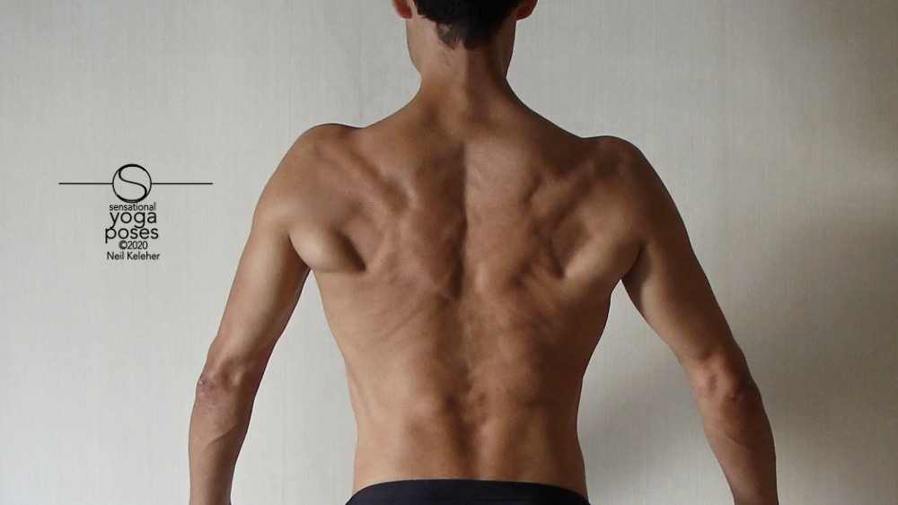 Muscles that can prevent scapular winging. Using serratus anterior to protract, lower trapezius to rotate inner border of shoulder blades downwards, external rotators to resist latissimus dorsai which in turn work against serratus anterior. Neil Keleher, Sensational Yoga Poses.