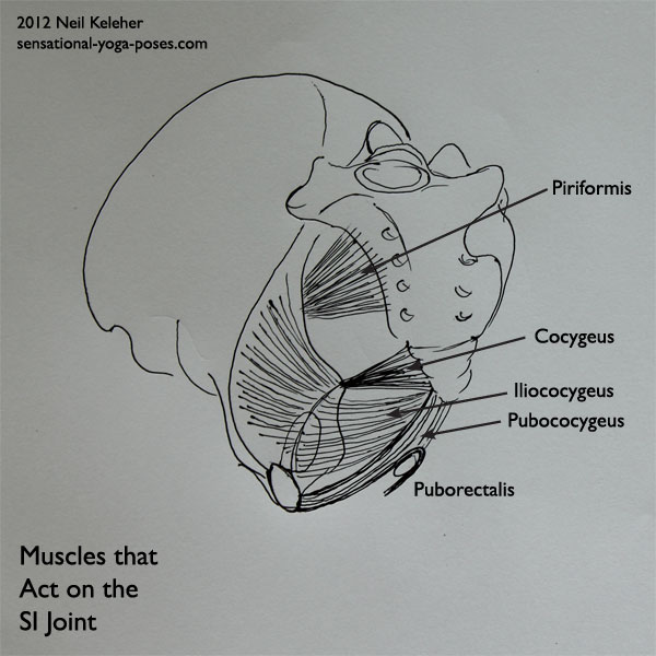 yoga anatomy, si joint (sacroiliac joint), muscles that act on the front of the sacrum and coccyx (tailbone)