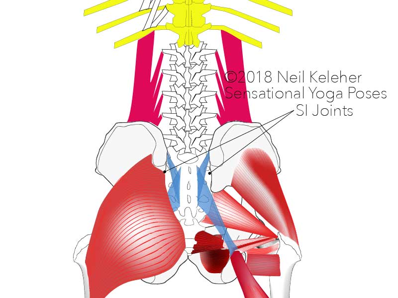 Rear view of pelvis and sacrum with SI joints indicated. Neil Keleher. Sensational Yoga Poses.