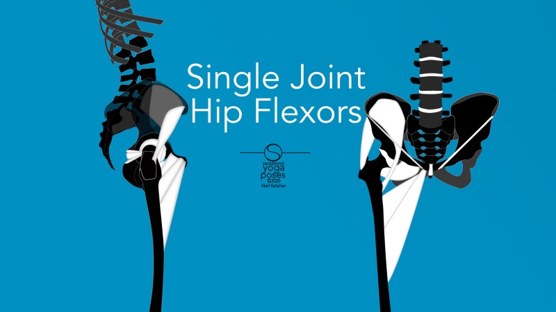 Single joint hip flexors, side and front view. Neil Keleher, Sensational Yoga Poses.