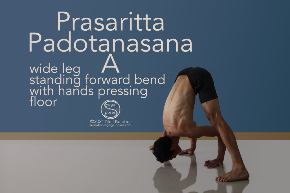 In this standing wide leg forward fold you place your hands on the floor with elbows bent. To deepen the forward bend you can exert your hamstrings and glutes against your arm and shoulder muscles. Neil Keleher, Sensational Yoga Poses.