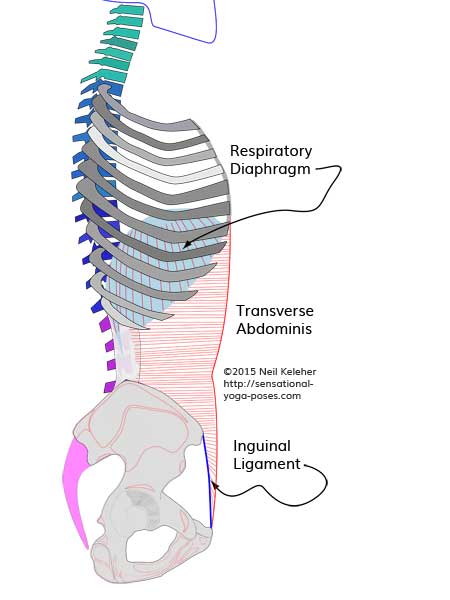 Transverse abdominus, respiratory diaphragm, anatomy for yoga teachers, neil keleher, sensational yoga poses.