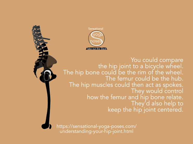 Understanding your hip joint. You could compare the hip joint to a bicycle wheel. The hip bone could be the rim of the wheel. The femur could be the hub. The hip muscles could then act as spokes. They would control  how the femur and hip bone relate. They'd also help to keep the hip joint centered. Neil Keleher, Sensational Yoga Poses.