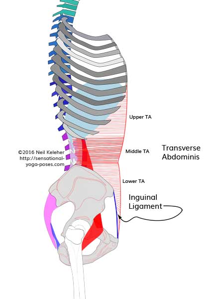 Anatomy of the lower back: Transverse abdominis can be divided into three bands, an upper band attaching to the fronts of the lower ribs, a middle band wrapping around the waist completely to attach to the lumbar vertebrae transverse processes and a lower back that attaches to the fronts of the hip bones and the inguinal ligaments. Neil Keleher, Sensational Yoga Poses.