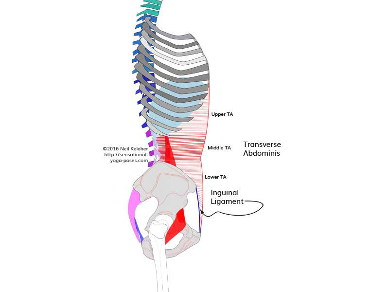 Transverse Abdominis Function, How The Three Parts Of The Muscle Help To Stabilize The Si Joints, Lumbo-Sacral Joint, Thoracolumbar Junction And More., Neil Keleher, Sensational yoga poses